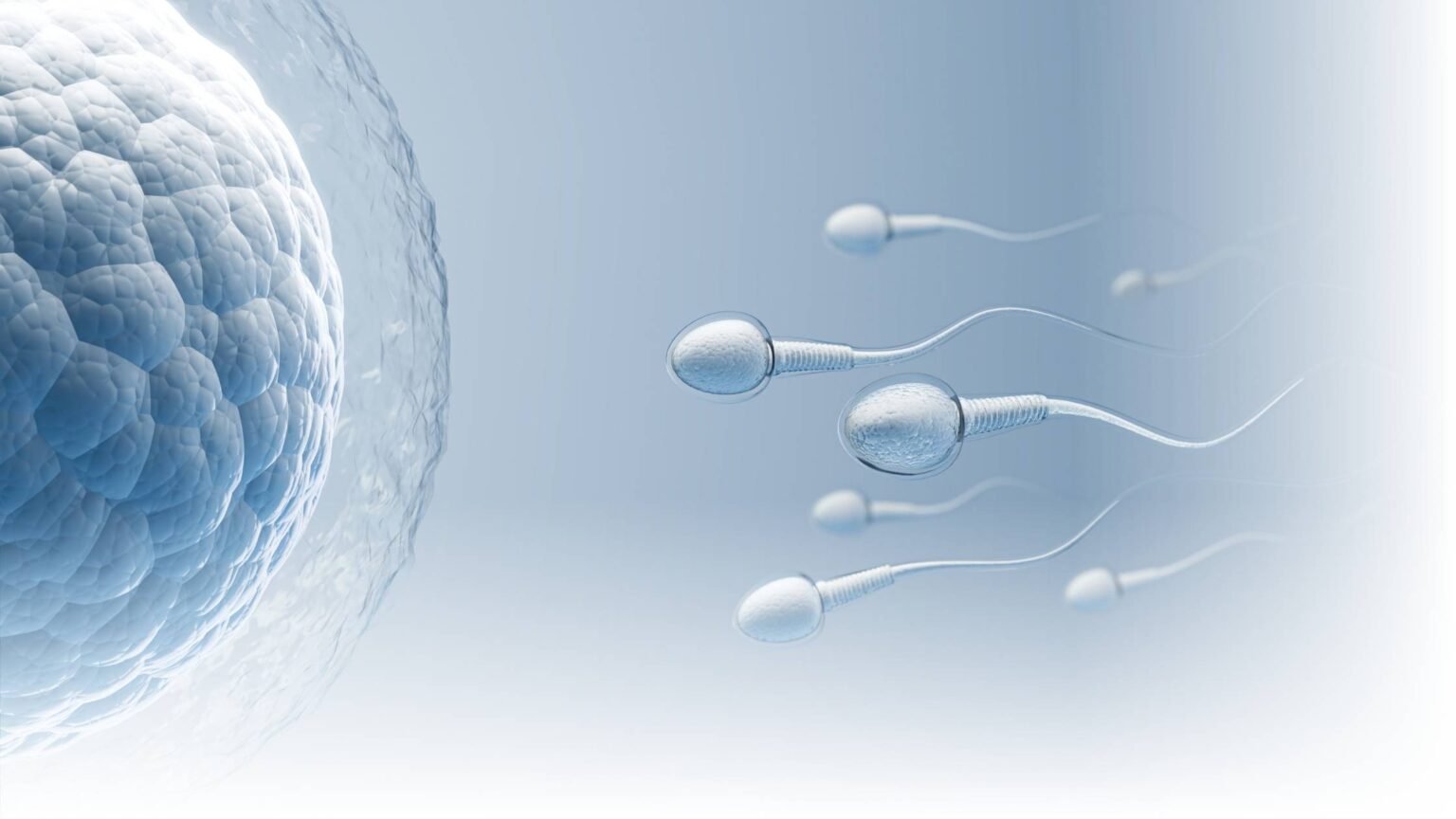 Espermatozoides em movimento em direção a um óvulo durante o processo de fertilização.